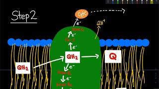 The Q (Quinol) Cycle in the Electron Transport Chain | Biochemistry