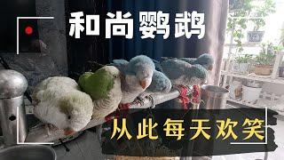 和尚鹦鹉饲养秘籍：从新手到专家；同时饲养6只和尚鹦鹉是生么感觉？