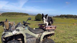 Incredible sheepdog working in beautiful Scotland