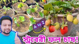 স্ট্রবেরি ফল চাষ । Grow Strawberry Fruit Plant in pots ।#strawberry @rajgardens