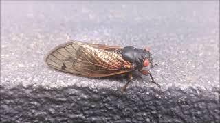 10 Hours of Cicada Sounds