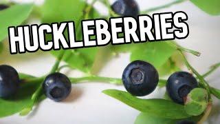 HUCKLEBERRIES - Reviewing This Tasty Fruit Related to Blueberries - Weird Fruit Explorer