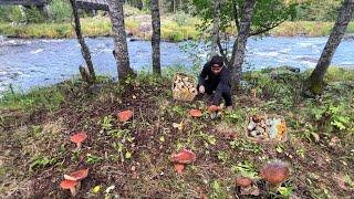 SOBRANG DAMING KABUTE. SUPER JACKPOT!! MGA HIGANTE! FORAGING MUSHROOMS! FUNGHI PORCINI! PENNY BUN!