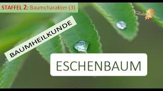 Der ESCHENBAUM in der Baumheilkunde - Die Kunst, erfolgreiche Plattformen für sich zu erschaffen