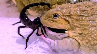 Wow!! Asian Bullfrog Eats Big Black Scorpion! Asian Bullfrog Live Feeding