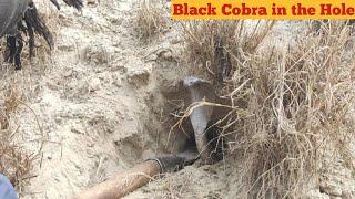 Black Cobra Snake Catching in the Forest on the Complaint of Farmers 