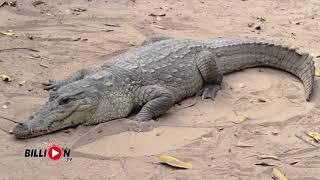 250Kg of Fish for 100 Crocodiles