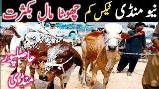 Hasil Pur Mandi | Sahiwal Cholistani Cow Mandi || Global Village Farming