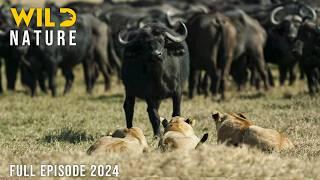 WILD KALAHARI | Challenges in the Land of Predators | Animal documentary