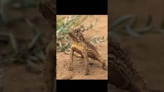 Freaky Defence Mechanism: Horned Lizards Squirt Blood from Their Eyes to Scare Predators