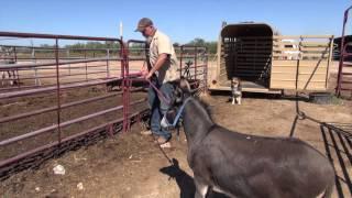 How To: Trailering Donkeys