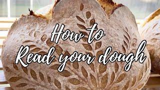 Visual cues to read your sourdough during bulk fermentation | How to know when your dough is ready!