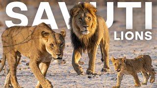 The LION dynamics of SAVUTI Botswana