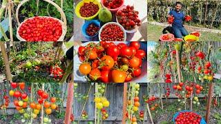 Grow lots of tomatoes in our garden  -2021/ # Mahfuza Rahman’s Garden in New Zealand