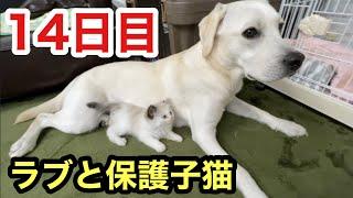 野良の子猫を救ったラブラドールたちとの３人生活が14日目になりました