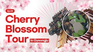 [CC] Spring vibes only | Cherry blossom trip to Gyeongju | K-Travel EP.06