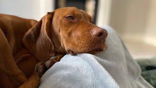 24 HOURS WITH A VIZSLA - CUTE BUT A PSYCHO | Sophia Lorax