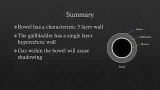 Abdominal US - The Bowel