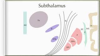 Neuroanatomy with Chimmalgi