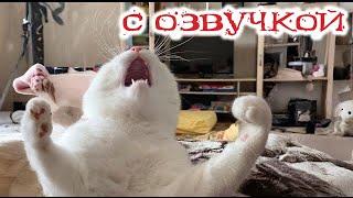 Приколы с котами! Смешные коты!   С ОЗВУЧКОЙ! САМЫЕ СМЕШНЫЕ ЖИВОТНЫЕ!