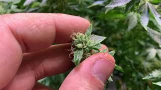 2020 Floraflex: making feminized seeds part 7 we have pollination