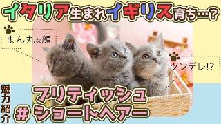 【ブリティッシュショートヘアーってどんな猫！？】飼いやすさ&なりやすい病気、平均寿命を現役猫ブリーダーがご紹介！猫種紹介11弾