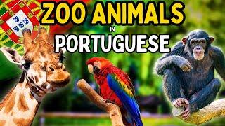 Zoo Animals in Portuguese  | With Easy Phrases