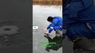 Первая щука сына на жерлицы!