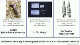 Mollusken, Ordnung Landlungenschnecken, Familie Schließmundschnecken mollusca Inchoatia Dan Glatte