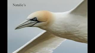 RSPB Bempton Cliffs to photograph the Puffins, Gannets and much more