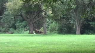 German Shepherd Bites a White-Tailed Deer