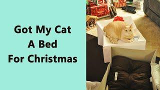 50 Priceless Moments of Cats Choosing to Use Your Gifts... Their Way!