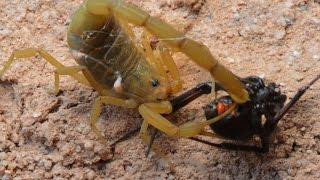 Scorpion Catching, Stinging, And Preying On Black Widow (Warning:May be disturbing to some viewers.)