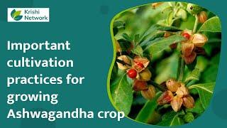 Important cultivation practices for growing Ashwagandha crop | Krishi Network |