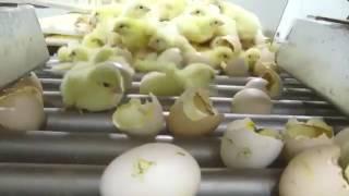 The Cruelty Behind Industrial Chicken Hatcheries