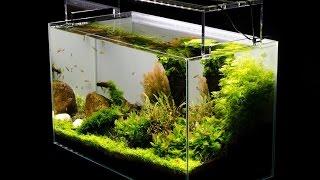 Aquascape Tutorial Guide by James Findley & The Green Machine- Sticks & Stones