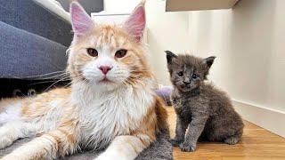 Maine Coon Kittens Breaking Rules!