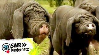 Schweine bei OLIs Wilde Welt | SWR Kindernetz