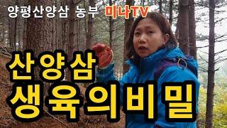 산양삼생육/산양삼부지/산양삼재배자/산양삼재배방법/양평농부/미나TV/산양삼교육