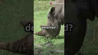 Why Rhinos Are Dehorned: The Truth Behind It #didyouknow #rhino #facts #shorts