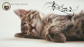 Calming Music that Gives Comfort to Cats - Relaxing Sleep Music with Nature Sounds