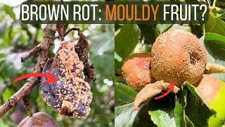 How to Identify and Treat Brown Rot Disease on Apple and Plum Trees (Monilinia)