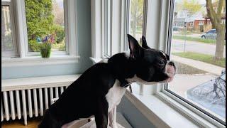 The Most “Intimidating” Boston Terrier Bark 