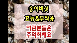 송이버섯 효능과 부작용 잘 알고 드셔야해요~