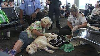 Service dog gives birth at Tampa International Airport