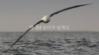 바보새 알바트로스