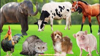 Farm Animal Moments: Cat, Cow, Dog, Elephant, Chicken, Pig, Horse -  Animal Sounds