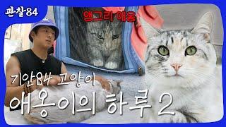 애옹이의 하루 2