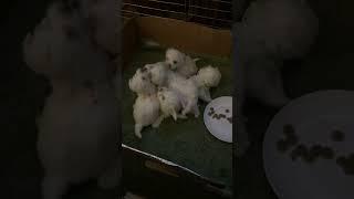 Bichon Frise Puppy Battle Royale