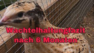 Wachtelhaltungfazit 6 Monate